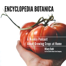 Episode 103: Tomatoes with Emma Biggs