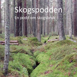 Avsnitt 64 – Björktimmer och besök på Vanhälls björksåg