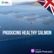 Producing Healthy Salmon