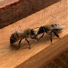 Beekeeping For Newbees artwork