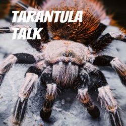Tarantula Talk
