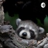 Sleepy Little Racoon Chatter artwork