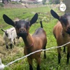 Ringside: An American Dairy Goat Podcast artwork
