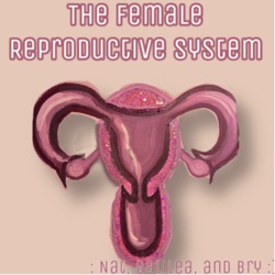 The Female Reproductive System