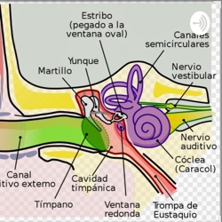Anatomía Del Oído