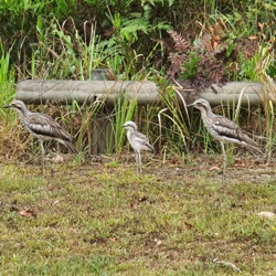 Ninth Episode - The Bush Stone-Curlew