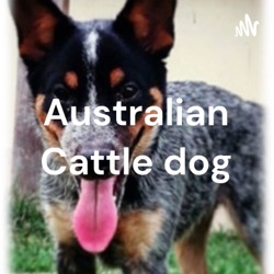 Australian Cattle dog