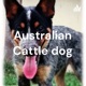 Australian cattle dog