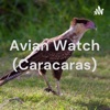 Avian Watch (Caracaras) artwork