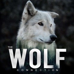 Episode #175 Bill Watkins - Denali Wolf Tourism Impacts