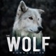 Episode #180 Emily Weidner - USFWS Biologist & Oregon Wolves
