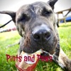 Pints and Paws  artwork