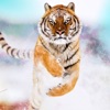 Tiger Resilience artwork