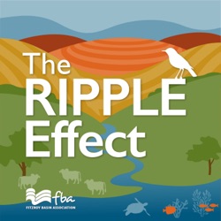 The Ripple Effect