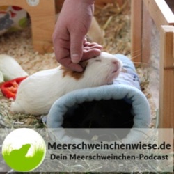 Meerschweinchenwiese.de - Dein Meerschweinchen-Podcast