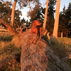 The Aussie Outdoorsman