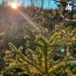 Sunny Spring day in forest!