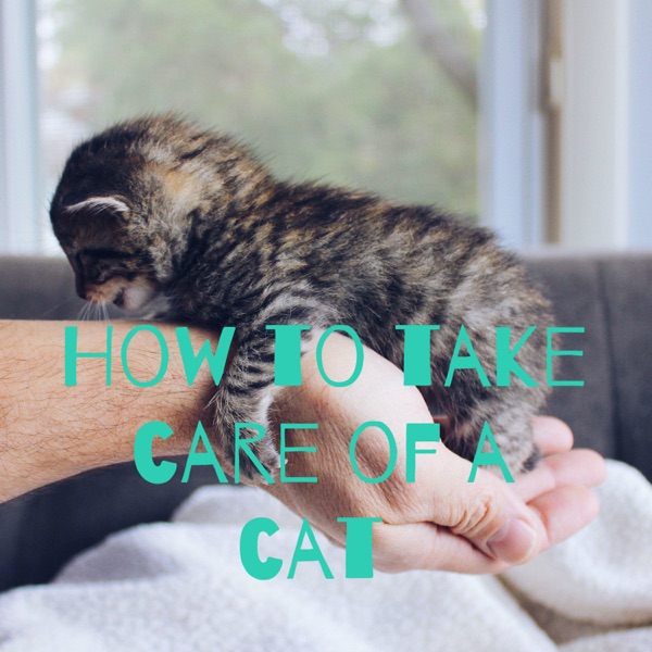 How to take care of a cat Artwork