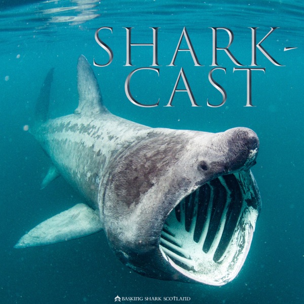 Shark-Cast Artwork