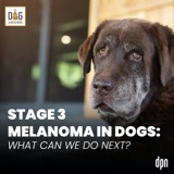 Stage 3 Melanoma in Dogs: What Can We Do Next? | Dr. Nancy Reese