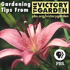 The Victory Garden | PBS Artwork