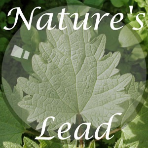 Nature's Lead Artwork