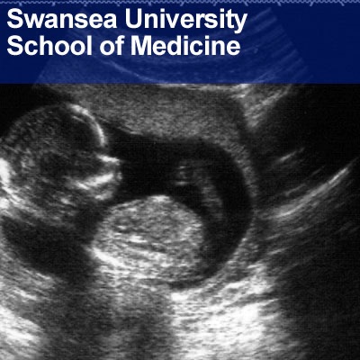 Swansea University Medical School: Anatomy and Embryology Artwork