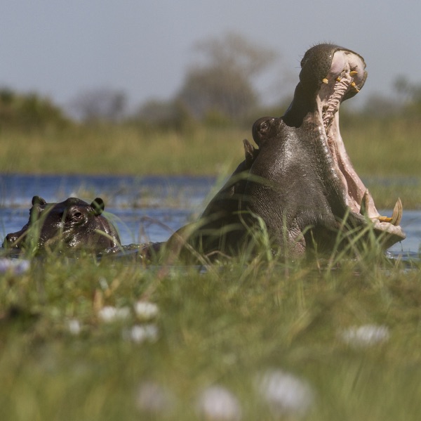 Into the Okavango