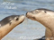 ARZone (Animal Rights Zone) Podcasts