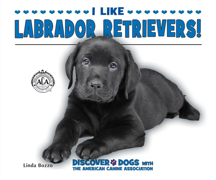 I Like Labrador Retrievers!