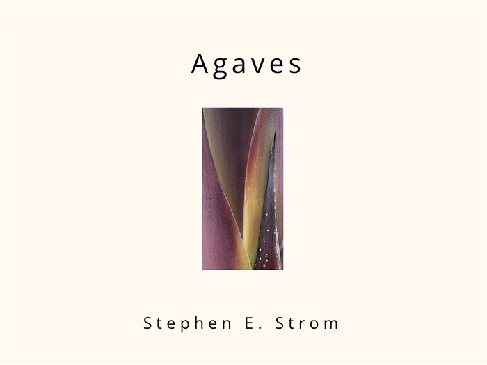 Agaves: Emergence and Transformation