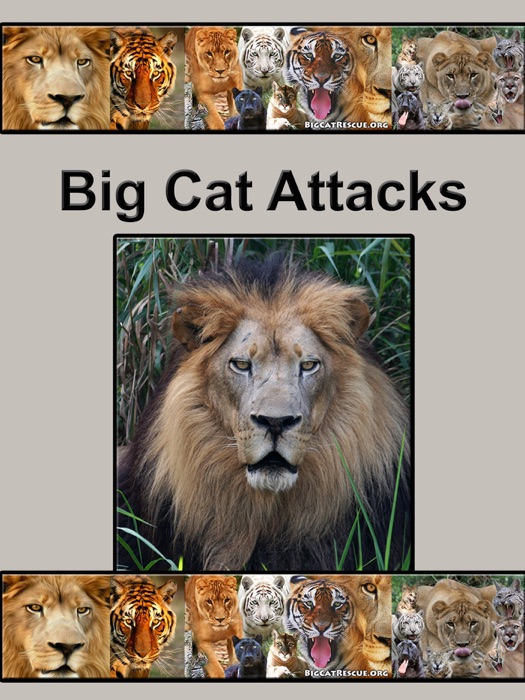 Big Cat Attacks