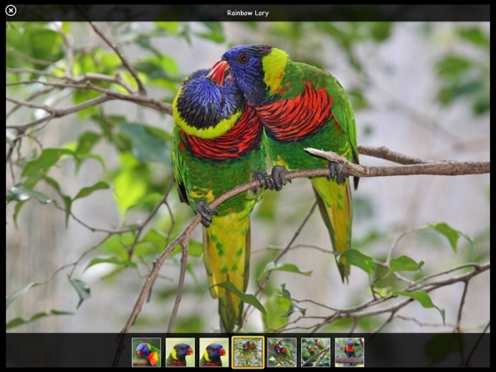 ‎Parrots on Apple Books