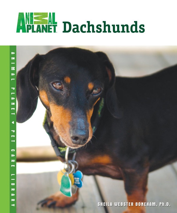 Dachshunds