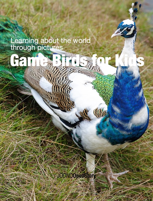 Game Birds for Kids