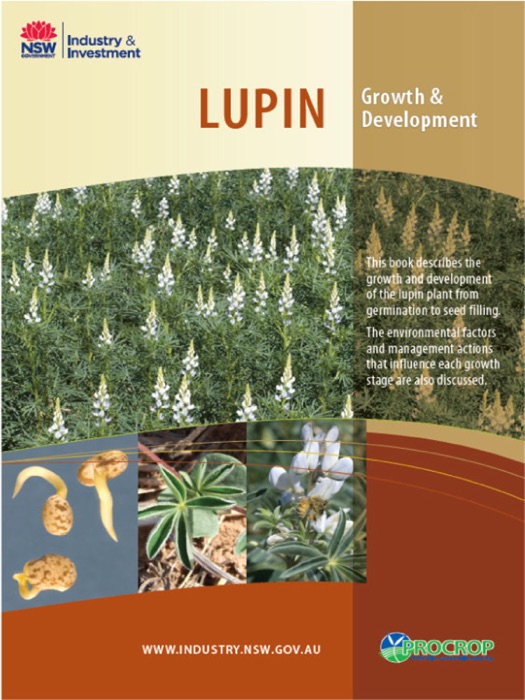 Lupin Growth & Development