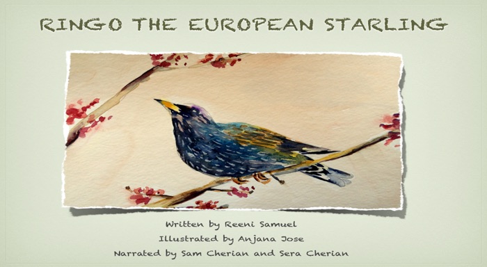 Ringo the European Starling