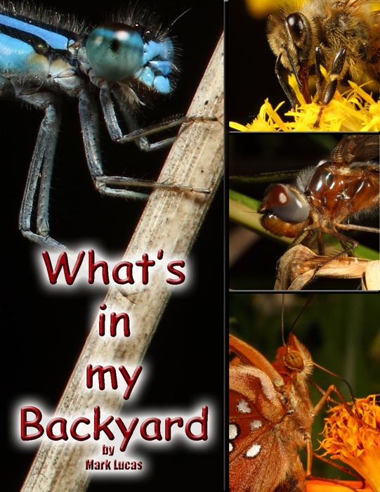 What's in My Backyard?