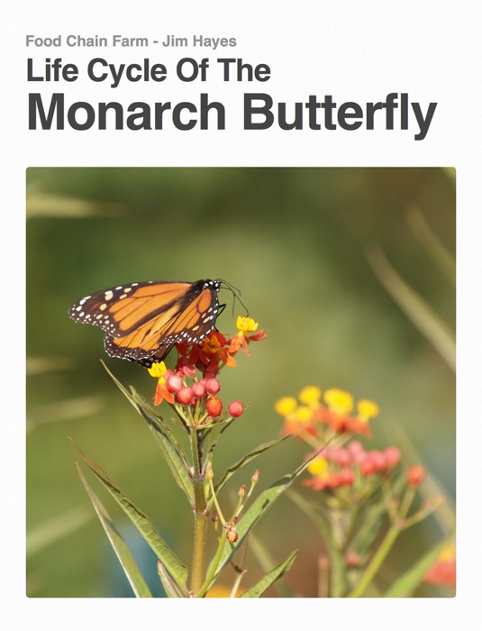 Life Cycle Of The Monarch Butterfly