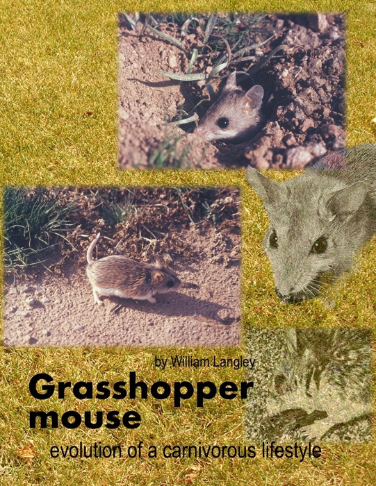 Grasshopper Mouse