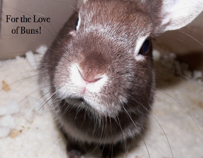 For the Love of Buns!