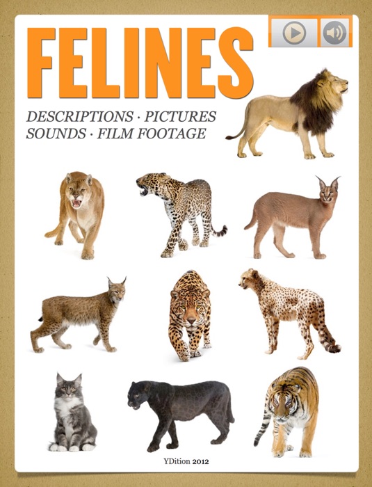 Felines