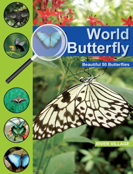 World Butterfly