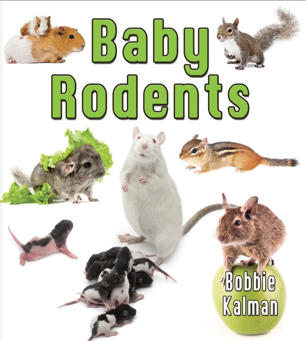 Baby Rodents