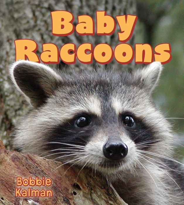 Baby Raccoons