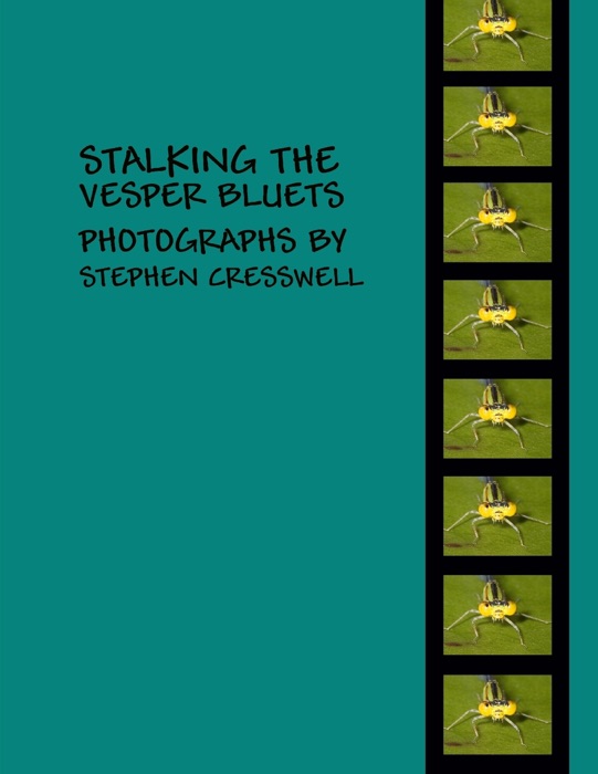 Stalking the Vesper Bluets