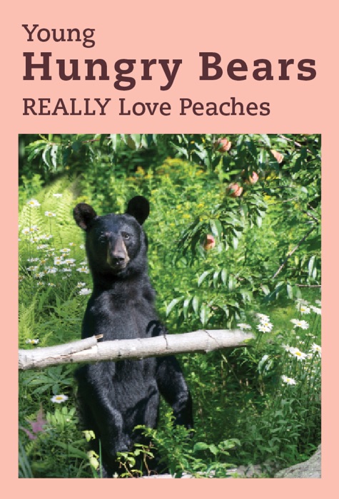 Young Hungry Bears REALLY Love Peaches