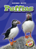 Puffins - Colleen Sexton