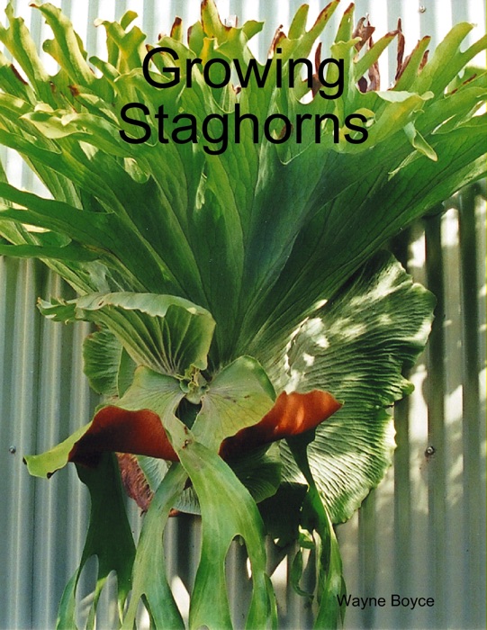 Growing Staghorns