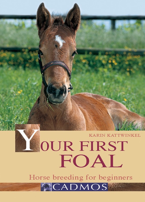 Your First Foal